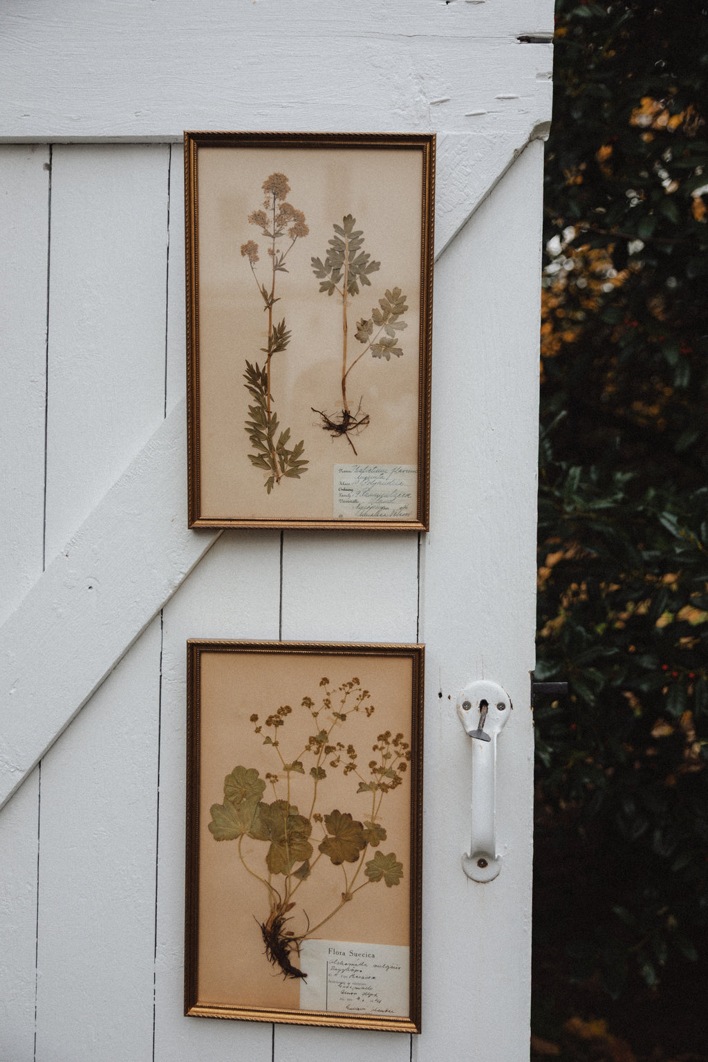 Framed Swedish Pressed Flowers
