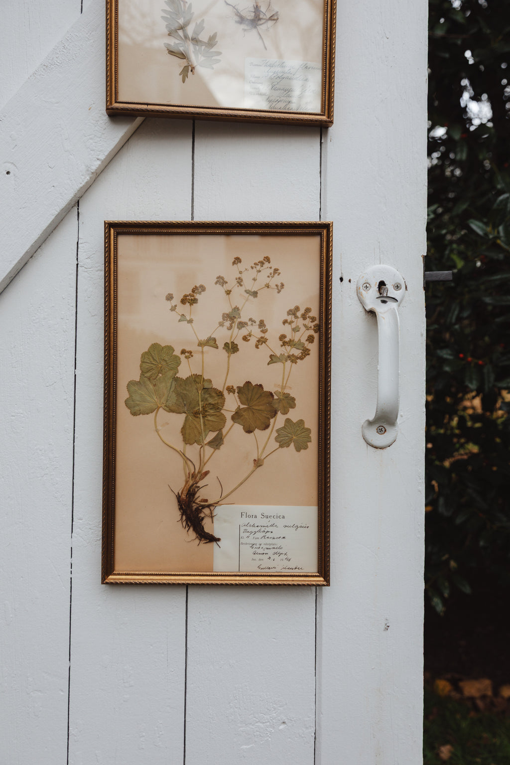 Framed Swedish Pressed Flowers