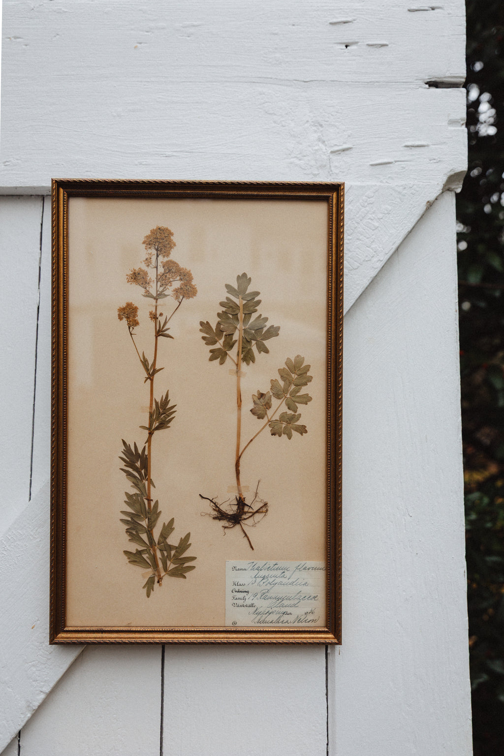 Framed Swedish Pressed Flowers